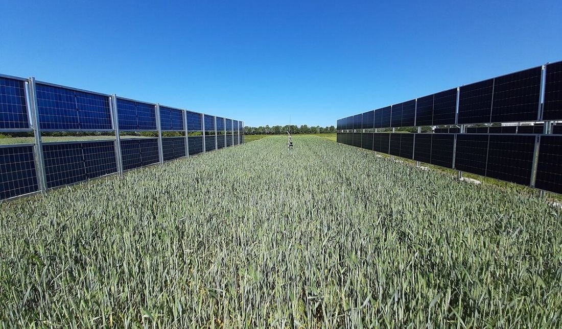 Photo: Marta Victoria, CC BY-SA 4.0, via Wikimedia Commons Vertical bifacial solar panels in a field